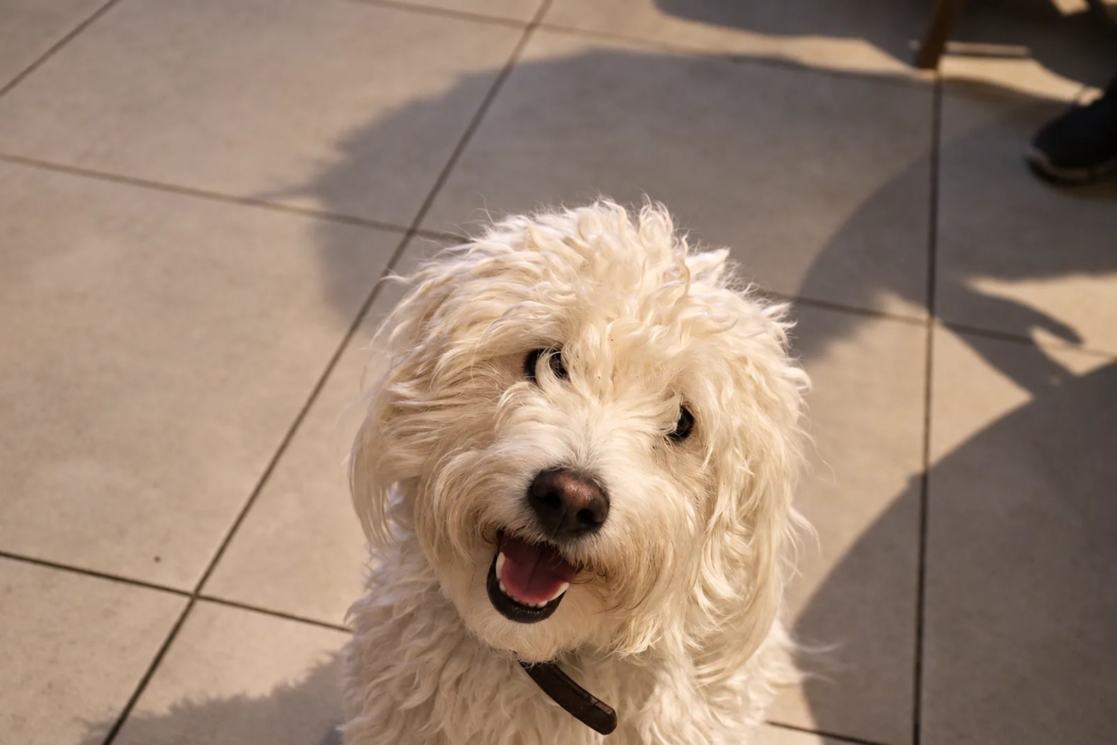 Bolita de pan, Vale's white dog, looking happily at the camera